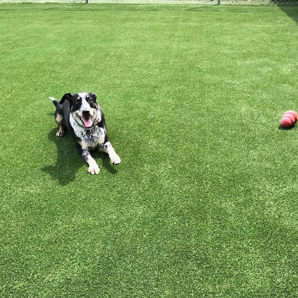 Pet Friendly Artificial Grass